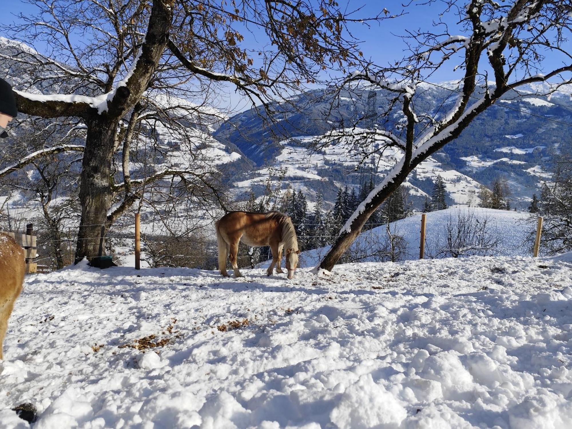 Wieshof Kaltenbach Bagian luar foto
